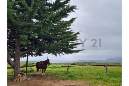 Limarí, Coquimbo 00001, 智利