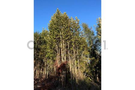 Llanquihue, Región De Los Lagos 00001, Chile