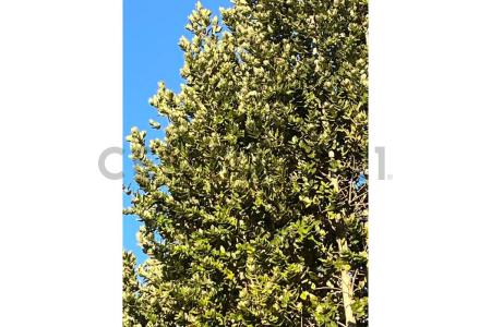 Llanquihue, Región De Los Lagos 00001, Chile