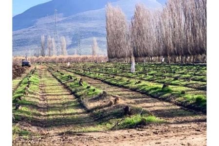 Chacabuco, Región Metropolitana De Santiago 00001, Şili