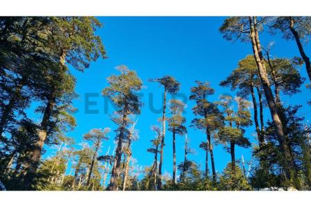 Cautín, Región De La Araucanía 00001, Chile