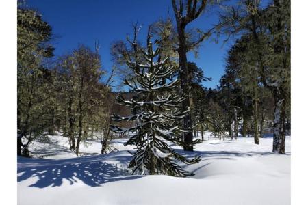 Cautín, Región De La Araucanía 00001, Cile
