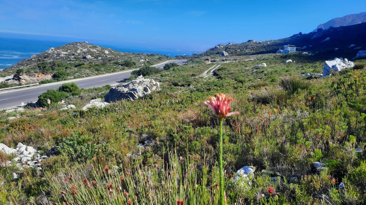 Bettys Bay, Western Cape, 南アフリカ