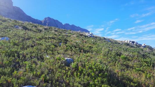 Bettys Bay, Western Cape, 南アフリカ