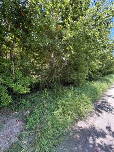 1124 Jones Street, Greenville, Texas 75401, Estados Unidos