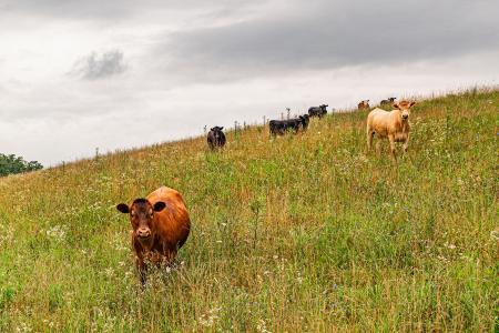 1121 Ashby Rd, Lawrenceburg, Kentucky 40342, USA