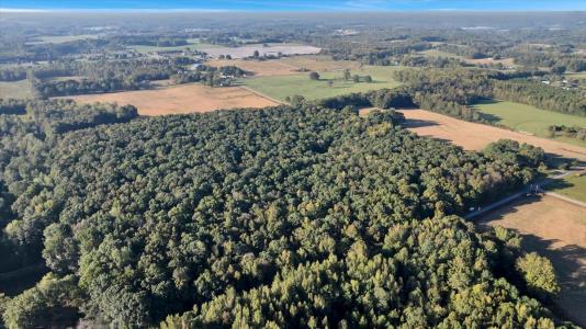 20 Acres Little Coffman Road, Lester, Alabama 35647