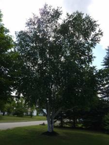 612 W Harrie Street, Newberry, Michigan 49868, Stati Uniti