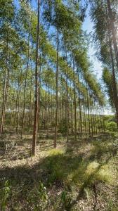 COLONIA BLAS GARAY , Coronel Oviedo, Caaguazú 00001, Paraguay