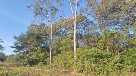 Ingles Cue , Nueva Colombia, Cordillera 00001, Paraguai
