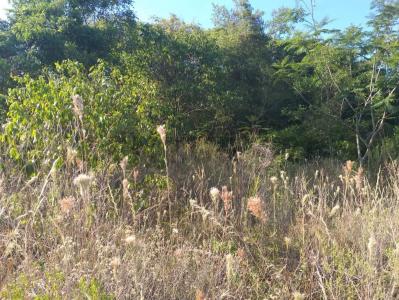Ingles Cue , Nueva Colombia, Cordillera 00001, Paraguay