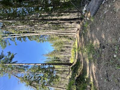 NKA Wellington Rd, Sandpoint, Idaho 83864, HOA KỲ
