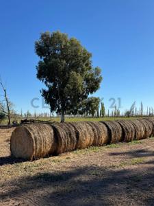 San Rafael, Mendoza 5600, Argentina