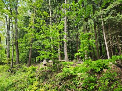 0 Race Road, Greene, 纽约州 13778, 美国