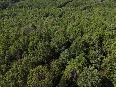 Lot 11 Polk Road 78, Mena, Arkansas 71953, Stati Uniti