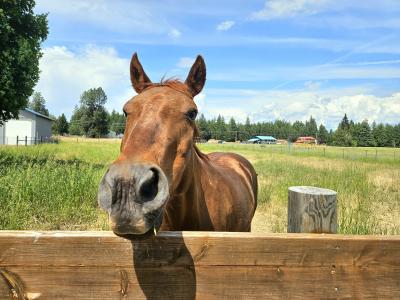 235 Shamrock Rd, Bonners Ferry, Idaho 83805