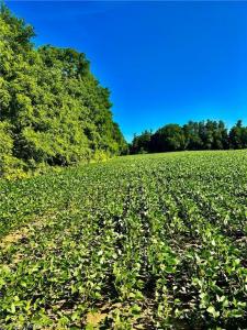 81 HOWELL ROAD, St. George, Ontario N0E 1N0, Canadá