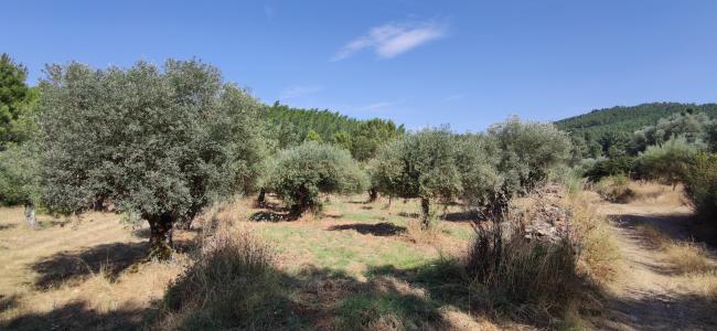 Penamacor, Castelo Branco 6090-000, Portugal