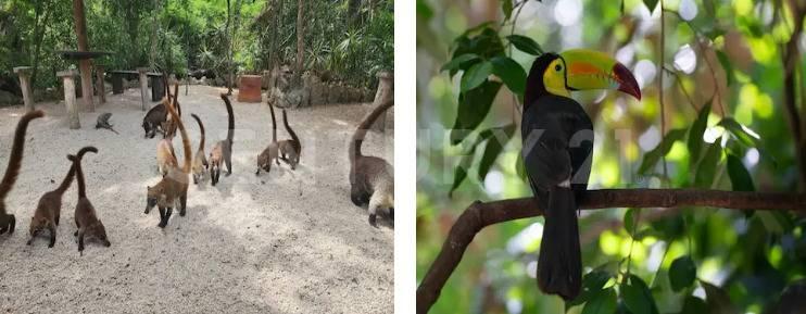 N/A km 16.5,, Puerto Morelos, Quintana Roo 77580, México