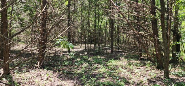Rs County Road 1450, Point, Texas 75472, Estados Unidos