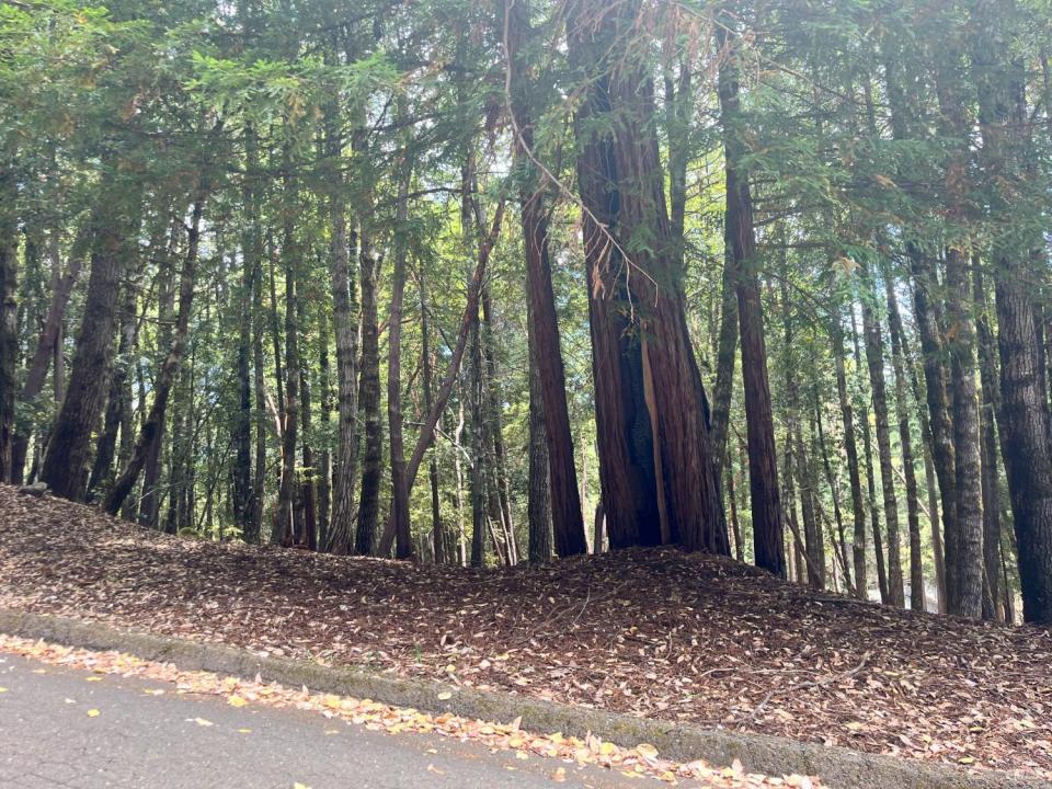 23649 Ridge Road, Willits, Califórnia 95490, Estados Unidos