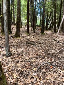 23649 Ridge Road, Willits, Califórnia 95490, Estados Unidos
