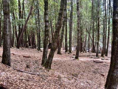 23649 Ridge Road, Willits, Califórnia 95490, Estados Unidos