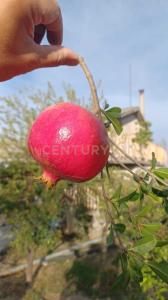 Contrada Agnelleria, Belpasso, Sicilia 95032, 義大利