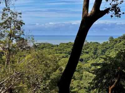 Piñuela Bahía Ballena Osa, Puntarenas 00001, קוסטה ריקה