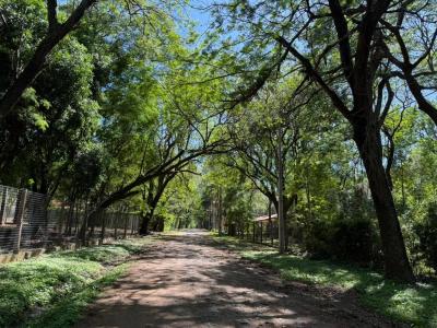 Surubi'i , Mariano Roque Alonso, Central 00001, Paraguay