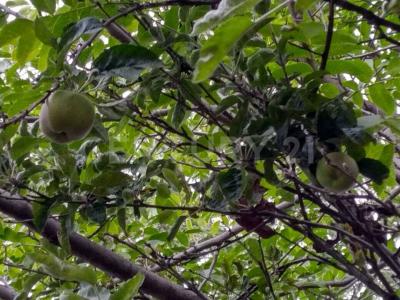 Ignacio Allende 30,, Tlalpan, Ciudad De México 14710, Mexico