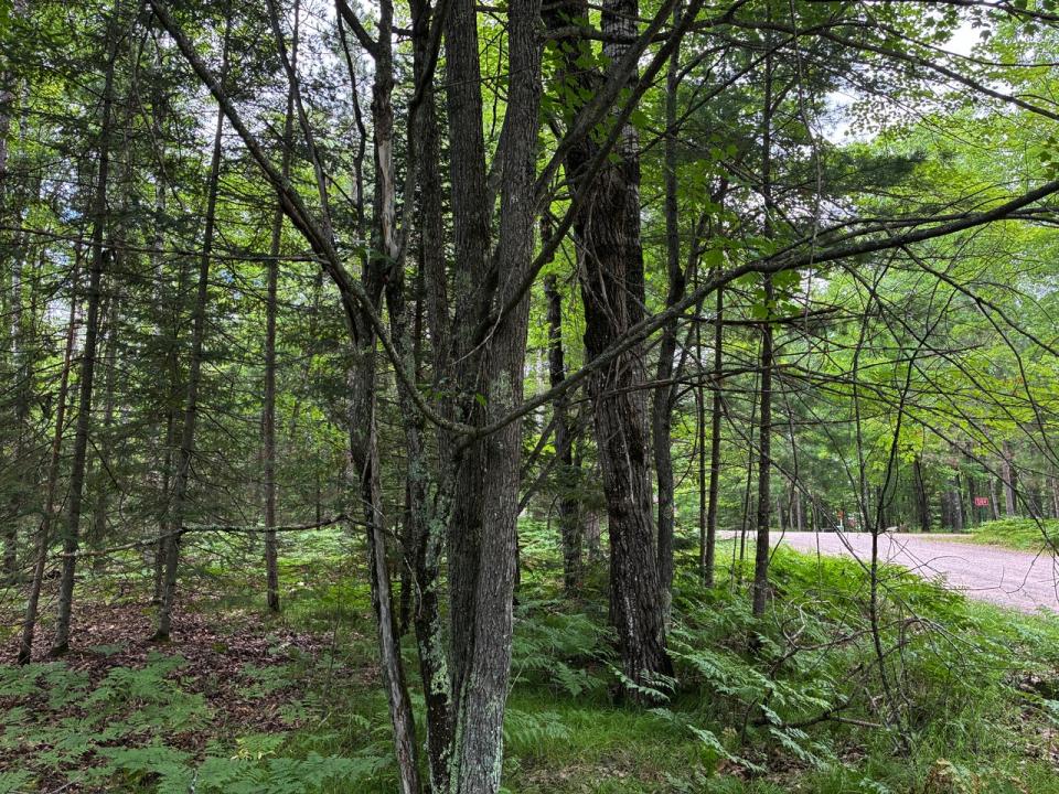 3.8 acres on Musky Dam Lane, Eagle River, Висконсин 54521, Соединенные Штаты