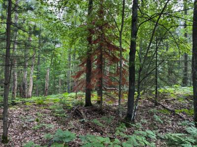 3.8 acres on Musky Dam Lane, Eagle River, Wisconsin 54521, USA