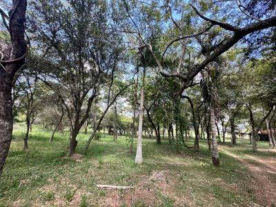 Espinillo, surubi'i , Mariano Roque Alonso, Central 00001, Paraguay