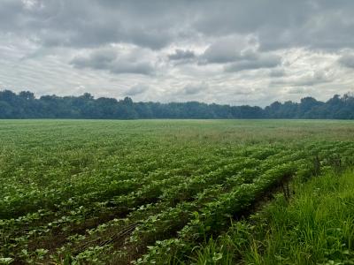 3103 Armstrong Rd, Union City, Tennessee 38261