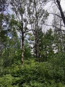 159th Avenue, Sebeka, Minnesota 56477, USA