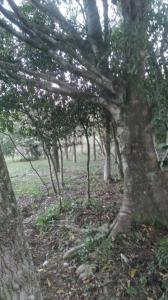 Pirebebuy, Cordillera 00001, Paraguay