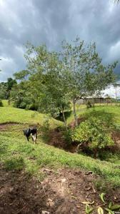 UBIC. RUR. PREDIO RUSTICO EL PORVENIR , Lamas, San Martín 00001, Peru