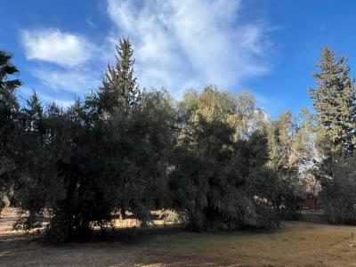 Calle 12 , Pocito, San Juan 5400, ארגנטינה