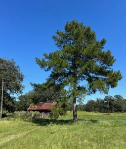 FARRIS LOOP, DeRidder, 路易西安纳州 70634, 美国