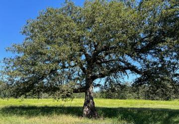 FARRIS LOOP, DeRidder, Louisiana 70634, USA