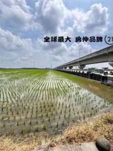 新埤段, Taibao City, Chiayi County 612, Tayvan