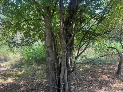 Euclid Avenue, Muskogee, Oklahoma 74401, Estados Unidos