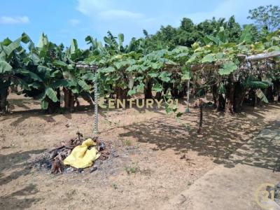 內立段, Xinpu Township, Hsinchu County 305, Taiwan