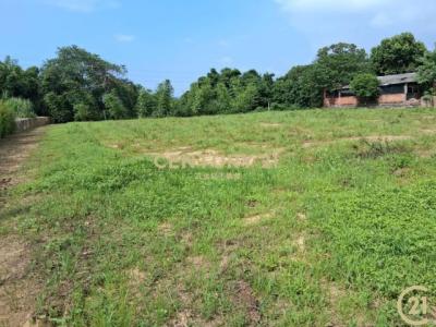 內立段, Xinpu Township, Hsinchu County 305, Taiwan