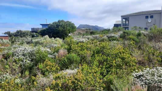 Bettys Bay, Western Cape, 南非