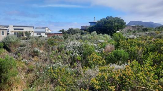 Bettys Bay, Western Cape, 南非