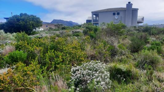 Bettys Bay, Western Cape, 南非