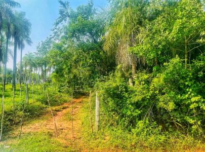 Ruta Paraguari - Piribebuy , Pirebebuy, Cordillera 00001, Paraguay