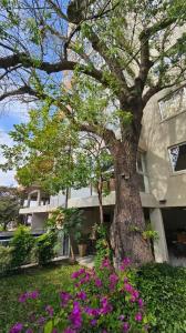 Tacuary casi Dr. Manuel Dominguez , San Roque, Asunción 00001, פרגוואי